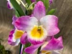 In Buds Fragrant - Dendrobium Bright Eye Tall with Multi Canes (4.5” pot) - Image 4