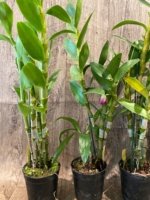 In Buds Fragrant - Dendrobium Bright Eye Tall with Multi Canes (4.5” pot) - Image 6