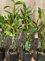 In Buds Fragrant - Dendrobium Bright Eye Tall with Multi Canes (4.5” pot) - Image 7