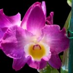 In Buds Fragrant - Dendrobium Comet King 'Akatsuki* with Multi Canes (4.5” pot)