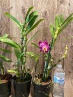 In Buds Fragrant - Dendrobium Comet King 'Akatsuki* with Multi Canes (4.5” pot) - Image 8