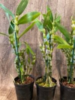 In Buds Fragrant - Dendrobium Comet King 'Akatsuki* with Multi Canes (4.5” pot) - Image 6