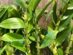 In Buds Dendrobium Victory Bell 'Beauty' Large Flower (5” pot) - Image 3
