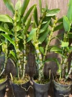 In Buds Dendrobium Victory Bell 'Beauty' Large Flower (5” pot) - Image 6