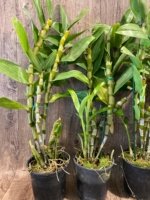 In Buds Dendrobium Victory Bell 'Beauty' Large Flower (5” pot) - Image 8