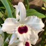 In Buds Dendrobium Pure Heart "Snow Love Plant” 27”-32” Tall Canes Large Flowers (4” pot)