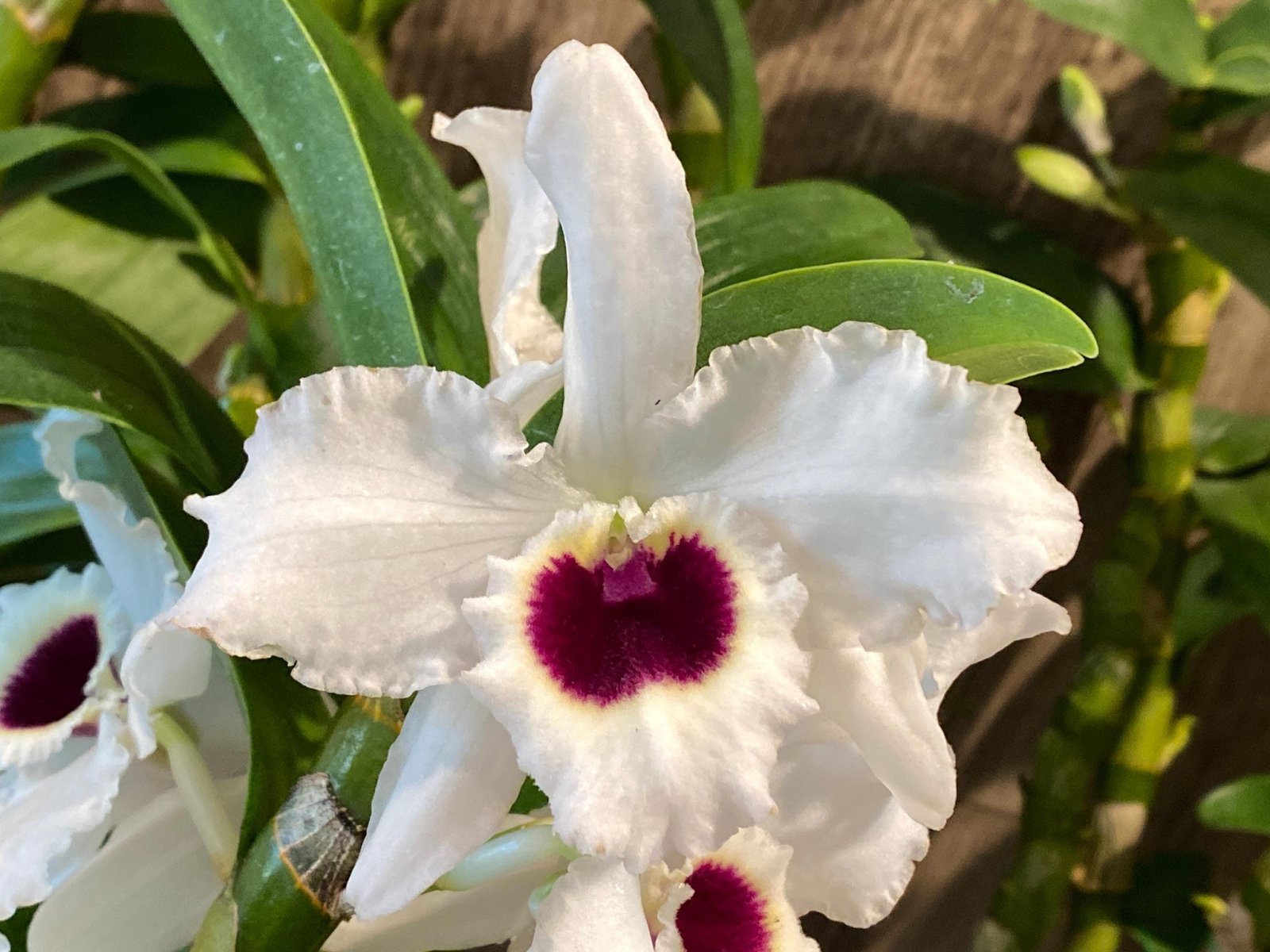 il_fullxfull.7829382468_omxm.jpg In Buds Dendrobium Pure Heart "Snow Love Plant” 27”-32” Tall Canes Large Flowers (4” pot) - Image 1