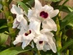 In Buds Dendrobium Pure Heart "Snow Love Plant” 27”-32” Tall Canes Large Flowers (4” pot) - Image 2