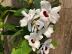 In Buds Dendrobium Pure Heart "Snow Love Plant” 27”-32” Tall Canes Large Flowers (4” pot) - Image 4