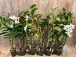 In Buds Dendrobium Pure Heart "Snow Love Plant” 27”-32” Tall Canes Large Flowers (4” pot) - Image 7