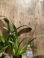 Very Tall Spike Oncidium Yuan Nan Fragrant #2 (mericione) (3.5” pot) - Image 3