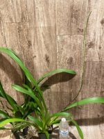 Very Tall Spike Oncidium Yuan Nan Fragrant #2 (mericione) (3.5” pot) - Image 5