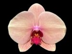 Double Spikes Phalaenopsis Sunset Gemstone (4" Pot)