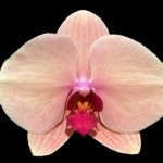 Double Spikes Phalaenopsis Sunset Gemstone (4" Pot)
