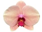 Double Spikes Phalaenopsis Sunset Gemstone (4" Pot) - Image 2