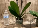 Double Spikes Phalaenopsis Sunset Gemstone (4" Pot) - Image 12