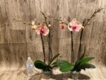 Double Spikes Phalaenopsis Sunset Gemstone (4" Pot) - Image 7