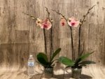 Double Spikes Phalaenopsis Sunset Gemstone (4" Pot) - Image 6