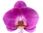 Double Spikes Phalaenopsis Novelty NOID (4" Pot) - Image 2