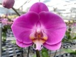 Double Spikes Phalaenopsis Novelty NOID (4" Pot) - Image 3