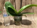 Double Spikes Phalaenopsis Novelty NOID (4" Pot) - Image 10