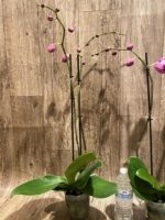 Double Spikes Phalaenopsis Novelty NOID (4" Pot) - Image 7