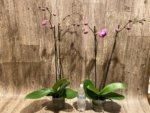 Double Spikes Phalaenopsis Novelty NOID (4" Pot) - Image 5