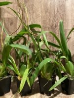 Double Spikes Oncostele Red Silk 'HOF' (3.5” pot) - Image 7