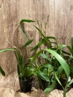 Double Spikes Oncostele Red Silk 'HOF' (3.5” pot) - Image 6