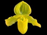 Paphiopedilum venustum 'Yellow' × Avalon Delight '#2' (3.5” pot)