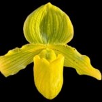 Paphiopedilum venustum 'Yellow' × Avalon Delight '#2' (3.5” pot)