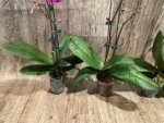 Double Spikes Phalaenopsis Dtps Queen Bear Large Plant (3.5" pot) - Image 11