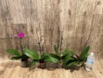 Double Spikes Phalaenopsis Dtps Queen Bear Large Plant (3.5" pot) - Image 5