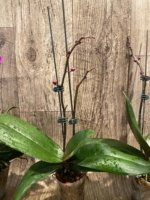 Double Spikes Phalaenopsis Dtps Queen Bear Large Plant (3.5" pot) - Image 8