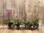 Double Spikes Phalaenopsis Dtps Queen Bear Large Plant (3.5" pot) - Image 4