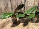 In Spike Phalaenopsis Dtps Queen Bear Large Plant (3.5" pot) - Image 10