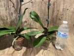 In Spike Phalaenopsis Dtps Queen Bear Large Plant (3.5" pot) - Image 11