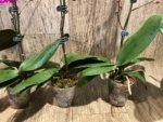 In Spike Phalaenopsis Dtps Queen Bear Large Plant (3.5" pot) - Image 9