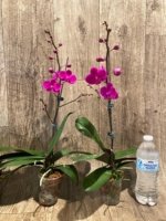 In Spike Phalaenopsis Dtps Queen Bear Large Plant (3.5" pot) - Image 8