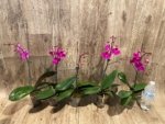 In Spike Phalaenopsis Dtps Queen Bear Large Plant (3.5" pot) - Image 5