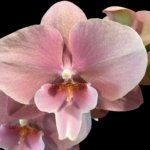 Tall Spike Phalaenopsis Beauty Big Lip Shulong  TWM-T22-131 (4.5" pot)