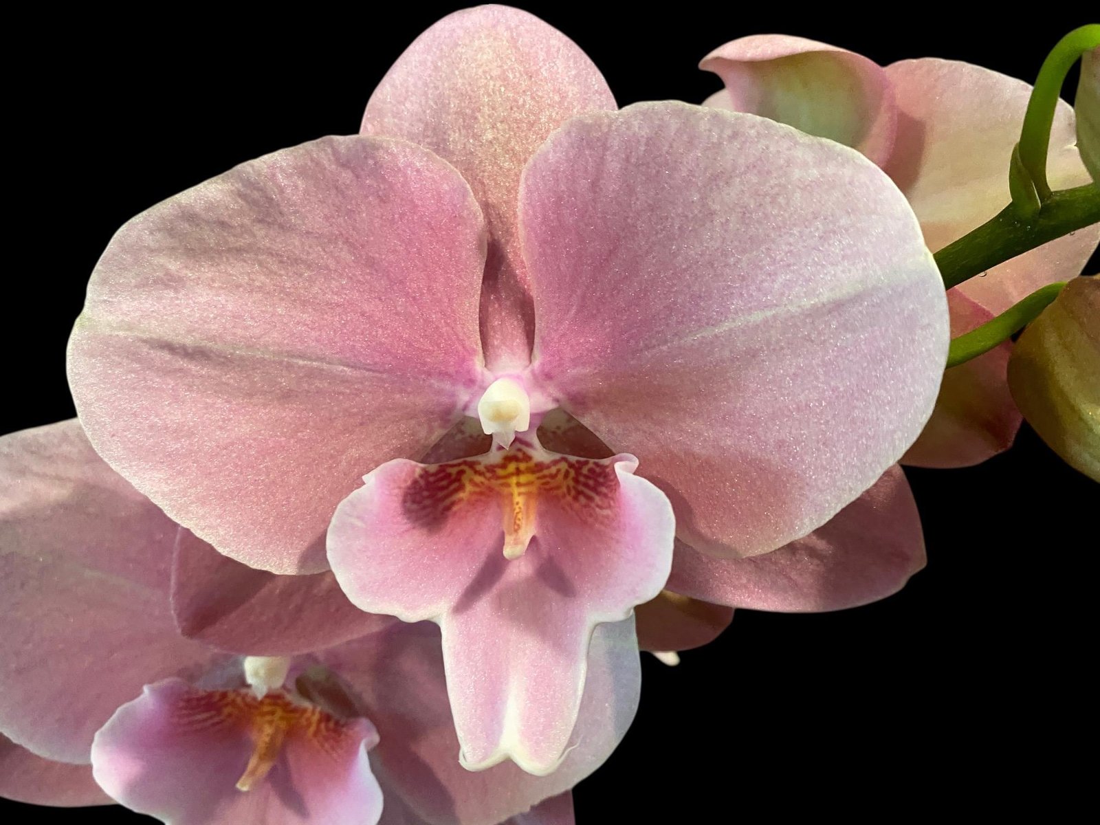 il_fullxfull.7846165270_dg0i.jpg Tall Spike Phalaenopsis Beauty Big Lip Shulong TWM-T22-131 (4.5" pot) - Image 1