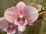 Tall Spike Phalaenopsis Beauty Big Lip Shulong  TWM-T22-131 (4.5" pot) - Image 3