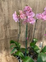 Tall Spike Phalaenopsis Beauty Big Lip Shulong  TWM-T22-131 (4.5" pot) - Image 8