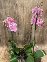 Tall Spike Phalaenopsis Beauty Big Lip Shulong  TWM-T22-131 (4.5" pot) - Image 9