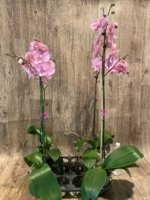 Tall Spike Phalaenopsis Beauty Big Lip Shulong  TWM-T22-131 (4.5" pot) - Image 5