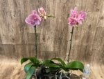 Tall Spike Phalaenopsis Beauty Big Lip Shulong  TWM-T22-131 (4.5" pot) - Image 6