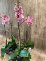 Tall Spike Phalaenopsis Beauty Big Lip Shulong  TWM-T22-131 (4.5" pot) - Image 10