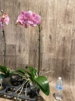 Tall Spike Phalaenopsis Beauty Big Lip Shulong  TWM-T22-131 (4.5" pot) - Image 12