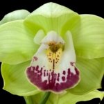 Cymbidium (Valley Den Hoogenbrand × Zenation) Ship Bare Roots (8" pot)